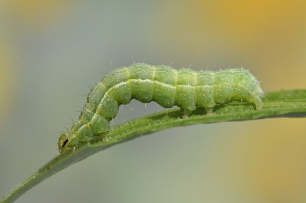 2'' bruco da identificare